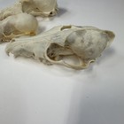 Lot Of 3 Real Damaged Coyote Raccoon Skull Tops Taxidermy Cleaned Witchy  4232