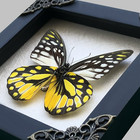 Pinned Butterflies Framed Real Dried Butterfly Hanging Taxidermy Gothic Wall Art