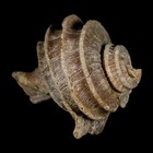 1 9  Ecphora Gardnerae Gastropod Fossil Shell Lee Creek Miocene Epoch Nc