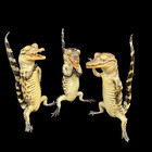 3 Pcs Real Crocodile Taxidermy Specimen Rare Decor Stuffed Craft Special Gifts