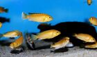 Veggie Lovers Blend For Plecos  Catfish  Shrimp  Africans  Tropicals Gb-110