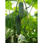 100 Cucumber Seeds Artist F1 Bejo Zaden Netherlands Gherkin                          