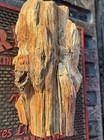       rr        Detailed Gnarly Woodworthia Petrified Wood Ne Az  6 5 Lb     