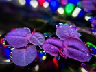 80  Leaf Red Root Floater Live Aquarium Floating Plants Buy 2 Get 1 Free