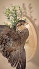 Bobwhite Taxidermy Mount New