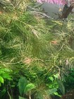 Hornwort  ceratophyllum Demersum      Live Aquarium Plant