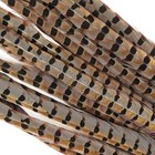 English Ringneck Pheasant Natural Feathers 18-20  Halloween hats costume bridal