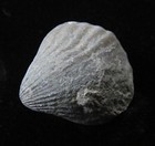 Brachiopod- Homeospira- 3 4 - Silurian- Waldron  Indiana