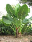 Alocasia Macrorrhizos Giant Upright Elephant Ear 25 Seeds  