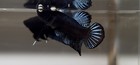Betta Super Plakat Fighter  31      black Mamba     