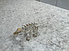 Gold And Glass Thorny Devil Lizard 5 Inches Long