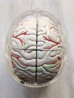 Seroquel Human Brain Anatomy Model W  Clear Skull Pharmadesign Medical Display