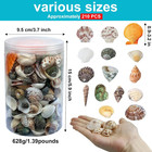 210pc Mixed Beach Seashells Conch Shells For Diy Crafts Party Decor Vase Fill