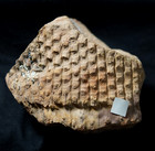 Very Rare   3d Preserved Carboniferous Fossil Plant Sigillaria Mamillaris Trunk