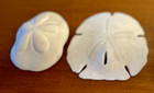 Large Puffy Sea Biscuit Sand Dollar   Arrowhead Sand Dollar