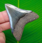 Megalodon Shark Tooth  -  2 73 In  Georgia  Usa  Authentic Natural Fossil