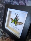 Green Saw Tooth Beetle  lamprima Adolphinae  Entomology Shadow Frame Taxidermy