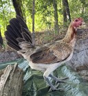 Hatching Chicken Eggs American   Game Fowl