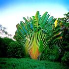 Travelers Palm Tree Seeds  ravenala Madagascariensis  Bird Of Paradise Plant 