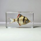 Tiger Barb Tropical Fish In Resin  Curiosities  Puntius Tetrazona