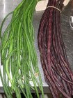 20  Green   Purple Red Yard Long Green Bean Seeds Non-gmo Home Garden