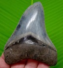 4 22     Megalodon Shark Tooth Real Fossil - Rare Deep Blue Sc River - No Resto 