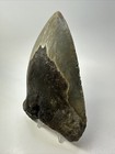 Megalodon Shark Tooth 5 62 Inch - Unique Shape - Large Fossil - Authentic 18765