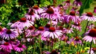200 Purple Coneflower Seeds   Sale Free Shipping Non Gmo Heirloom