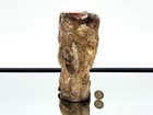 Fossil Wood Branch   Stump - Petrified   8 