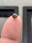 3 1 Leopard Ramshorn Snails Freshwater Algae Eater   Free Plant 
