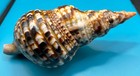 Charonia Variegata 266 7mm     Giant Triton     Dry Tortugas     Rivera Coll 