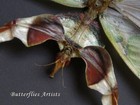 Idolomantis Diabolica Giant Devils Mantis Very Rare Framed Entomology Shadowbox