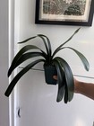 Original Clivia Hattori Offset  1 