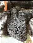 Raw Suri   Huacaya Alpaca Fiber     Unwashed Fleece For Spinning