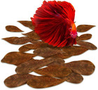 50 Pcs Mini Catappa Indian Almond Leaves For Betta Fish Aquarium  Shrimp  Frogs 