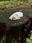 Eastern Chipmunk Skull  Tamias Striatus  Cleaned And Whitened  Taxidermy  New  