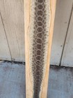 Prairie Rattlesnake Skin Ready To Hang House Display  educational Purpose 37 in