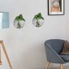 4 Pcs Wall Mounted Glass Vase Office For Flowers Hanging Decor Planter