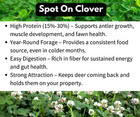 Frost Seeding Food Plot Seed Big Leaves Jumbo Ladino  White Clover 6  2 Acres
