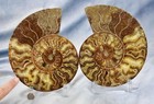 Large Ammonite Pair Crystals 110myo Dinosaur Age Fossil  204mm Xxl 8 1  4337bb