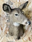 Whitetail Doe Deer Head Shoulder Mount Taxidermy