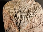 Wow Big  430 Million Year Old  Crinoid Fossil Or Sea Lily Fossil Morocco 1900gr