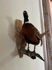 Vintage Hand Made Ring-necked Pheasant Taxidermy  Male  Standing 17  Mount