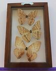 Real Framed Butterflies 3 Amazing Butterflies Blue Morpho Mounted Double Glass 
