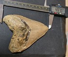 Megalodon Shark Tooth 4 97  Nc Coastal Fossil Genuine Real Otodus Megalodon