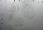 Vintage 80 s Acetate Tattoo Stencils  small Tats Set 5   Good Condition 