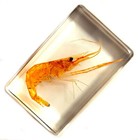 44mm Real Shrimp In Crystal Clear Lucite Resin Science Education Specimen Block