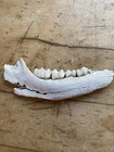 Animal Jaw Bone