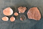 Marine Fossils From Jurassic  Eocene  Pleistocene  Plus Crinoid  feather Stars 