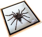 Real Tarantula Spider Insect Taxidermy Display In Wooden Box Wall Decor